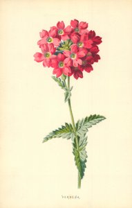 马鞭草