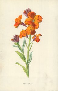 墙花