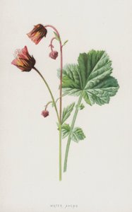 Water Avens（chromolitho） 作者 弗雷德里克·爱德华·赫尔姆