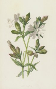 White Campion（chromolitho） 作者 弗雷德里克·爱德华·赫尔姆