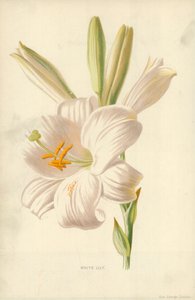 白百合 作者 弗雷德里克·爱德华·赫尔姆
