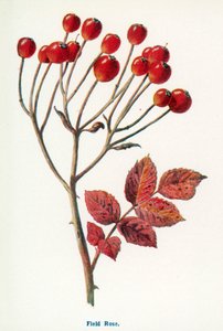 乡村野果田野玫瑰（彩色石版画） 作者 弗雷德里克·爱德华·赫尔姆