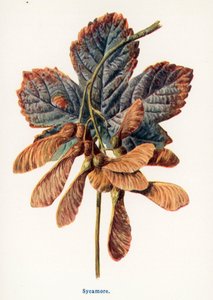 乡村野果：梧桐（彩色石版画） 作者 弗雷德里克·爱德华·赫尔姆