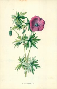 野生天竺葵
