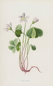 木酢浆草（chromolitho） 作者 弗雷德里克·爱德华·赫尔姆