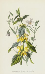 黄死荨麻，Stitchwort（chromolitho） 作者 弗雷德里克·爱德华·赫尔姆