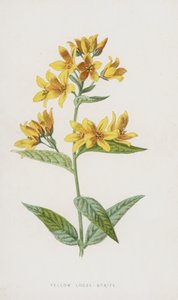 Yellow Loose-Strife（chromolitho） 作者 弗雷德里克·爱德华·赫尔姆