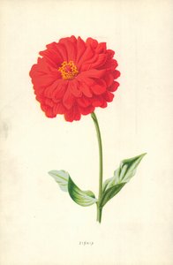 百日草 作者 弗雷德里克·爱德华·赫尔姆