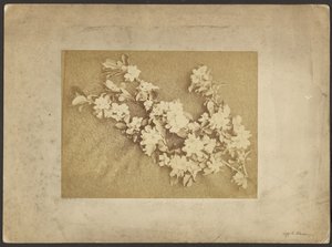 苹果花 作者 弗雷德里克·H·霍利尔