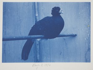 Great Curassow，8 月 3 日