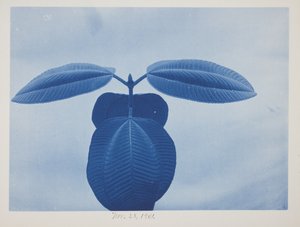 蒂布希纳，11 月 28 日