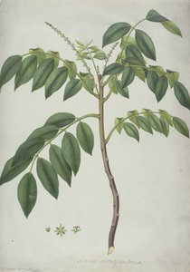 Brucea Antidysenterica，1777年（wc和bc在羊皮纸上的石墨） 作者 弗雷德里克·波多尔·诺德
