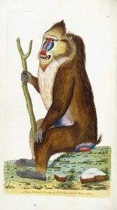杂色狒狒或山d Mandrillus狮身人面像 作者 弗雷德里克·波多尔·诺德