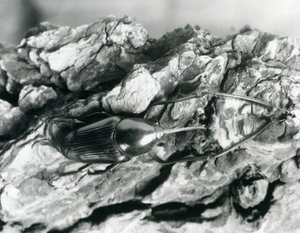 基于一块树皮，伦敦动物园的竹象鼻虫，1927年 作者 弗雷德里克·威廉·邦德