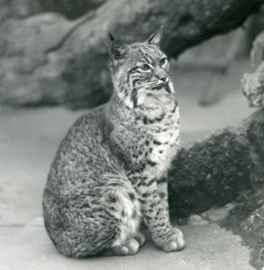 1927年3月，一只海湾山猫或山猫坐在伦敦动物园 作者 弗雷德里克·威廉·邦德