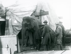 1927年，一头缅甸大象在甲板上的防水布下躲藏，与驯兽师和另外四个人一起前往伦敦动物园（黑白照片）。 作者 弗雷德里克·威廉·邦德
