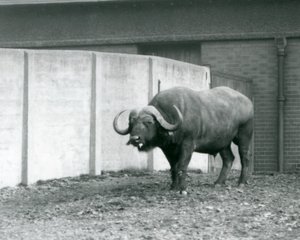 1928年在伦敦动物园，一头开普/非洲水牛站在光秃秃的土地上，旁边是其围栏的水泥墙（黑白照片）。 作者 弗雷德里克·威廉·邦德