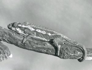 坚持分支的海角矮小的变色蜥蜴，伦敦动物园，1927年 作者 弗雷德里克·威廉·邦德