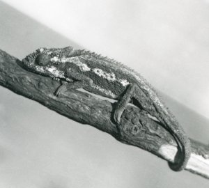 坚持分支的海角矮小的变色蜥蜴，伦敦动物园，1927年 作者 弗雷德里克·威廉·邦德