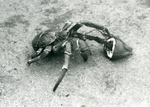 椰子，或强盗蟹，以椰子为食，伦敦动物园，1927年7月 作者 弗雷德里克·威廉·邦德