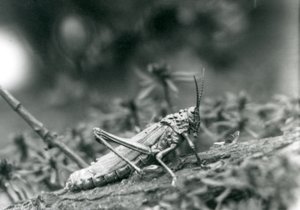 1927年5月伦敦动物园常见的乳草蝗虫 作者 弗雷德里克·威廉·邦德
