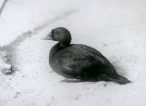 1925年在伦敦动物园的一个普通的Scoter 作者 弗雷德里克·威廉·邦德