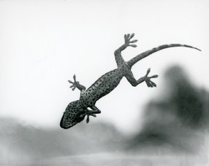A Gecko seen from below as it climbs on glass, showing its specialized foot pads, London Zoo, August 1928 (b/w photo) 作者 弗雷德里克·威廉·邦德