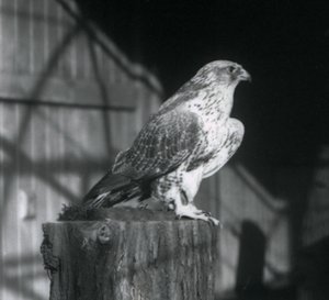 基于日志的Gyrfalcon，伦敦动物园，1925年12月 作者 弗雷德里克·威廉·邦德