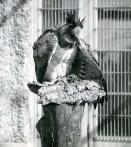 1914年4月在伦敦动物园的哈比鹰 作者 弗雷德里克·威廉·邦德