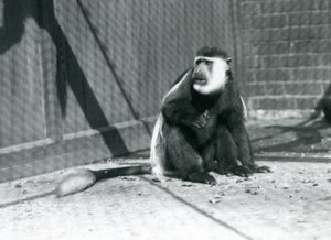 1925年7月，一只基库尤黑白疣猴坐在伦敦动物园的围场内 作者 弗雷德里克·威廉·邦德