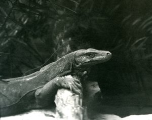 科莫多龙监视器于1927年6月在伦敦动物园的脖子和前腿上休息 作者 弗雷德里克·威廉·邦德