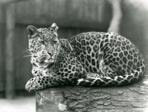 A Leopard resting on a log at London Zoo in 1929 (b/w photo) 作者 弗雷德里克·威廉·邦德