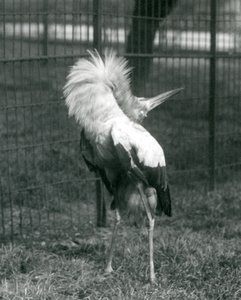 1925年7月在伦敦动物园进行上下展示的Maguari Stork 作者 弗雷德里克·威廉·邦德