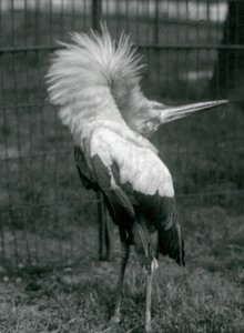 1925年7月在伦敦动物园进行上下展示的Maguari Stork 作者 弗雷德里克·威廉·邦德