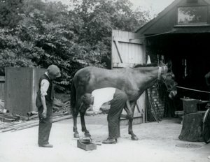 1924年，骡子在伦敦动物园穿着 作者 弗雷德里克·威廉·邦德