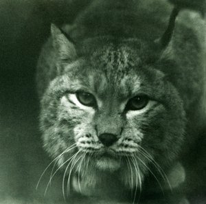 北方山猫，伦敦动物园，1925年2月 作者 弗雷德里克·威廉·邦德
