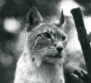 1925年7月在伦敦动物园的北方山猫 作者 弗雷德里克·威廉·邦德
