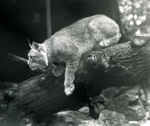 1925年10月从伦敦动物园的一个分支向下倾斜的北方山猫 作者 弗雷德里克·威廉·邦德