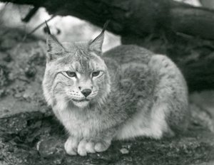 北方天猫座坐在岩石上，伦敦动物园，1925年10月 作者 弗雷德里克·威廉·邦德