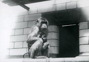 1928年在伦敦动物园，一只猪尾猕猴抱着它的孩子，坐在它的围栏里的一个瓦片窗台上（黑白照片）。 作者 弗雷德里克·威廉·邦德