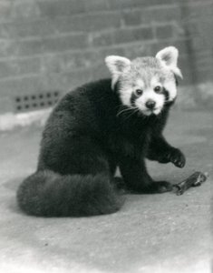 坐在伦敦动物园的一只红熊猫，1917年。 作者 弗雷德里克·威廉·邦德