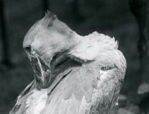 一只Shoebill在1926年在伦敦动物园打扮自己的羽毛 作者 弗雷德里克·威廉·邦德