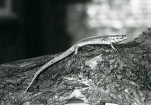 A Skink resting on a log at London Zoo in 1929 (b/w photo) 作者 弗雷德里克·威廉·邦德