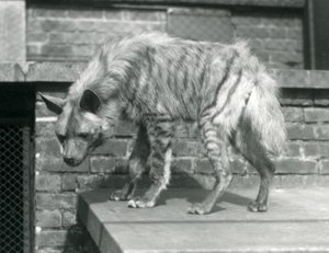 1925年6月在伦敦动物园的一个平台上站立的条纹Hyaena 作者 弗雷德里克·威廉·邦德