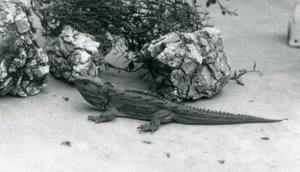 1927年在伦敦动物园的Tuatara 作者 弗雷德里克·威廉·邦德