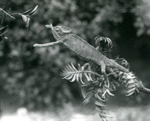 遮遮掩掩或也门变色龙矗立在一片枝叶繁茂的树枝上，并于1924年6月向另一个伦敦动物园伸出 作者 弗雷德里克·威廉·邦德