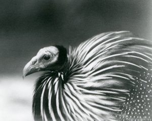 1927年在伦敦动物园的秃鹰Guineafowl 作者 弗雷德里克·威廉·邦德