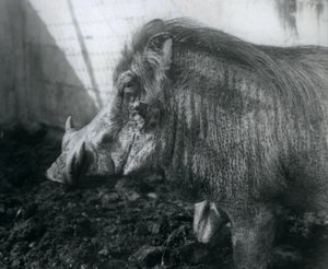 站立在泥，伦敦动物园的一个Wathog，1927年 作者 弗雷德里克·威廉·邦德