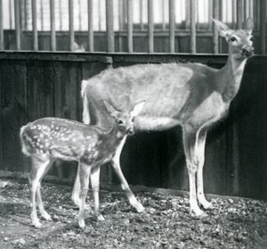 一只白尾的弗吉尼亚鹿，1927年8月在伦敦动物园小鹿 作者 弗雷德里克·威廉·邦德