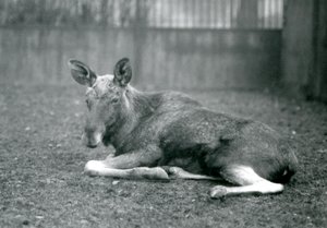 1926年1月，一头公牛ElkMoose，露出了他最近流下的鹿角的伤痕，躺在伦敦动物园 作者 弗雷德里克·威廉·邦德